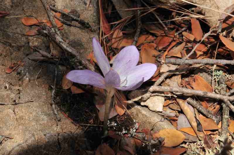 Colchicum ??